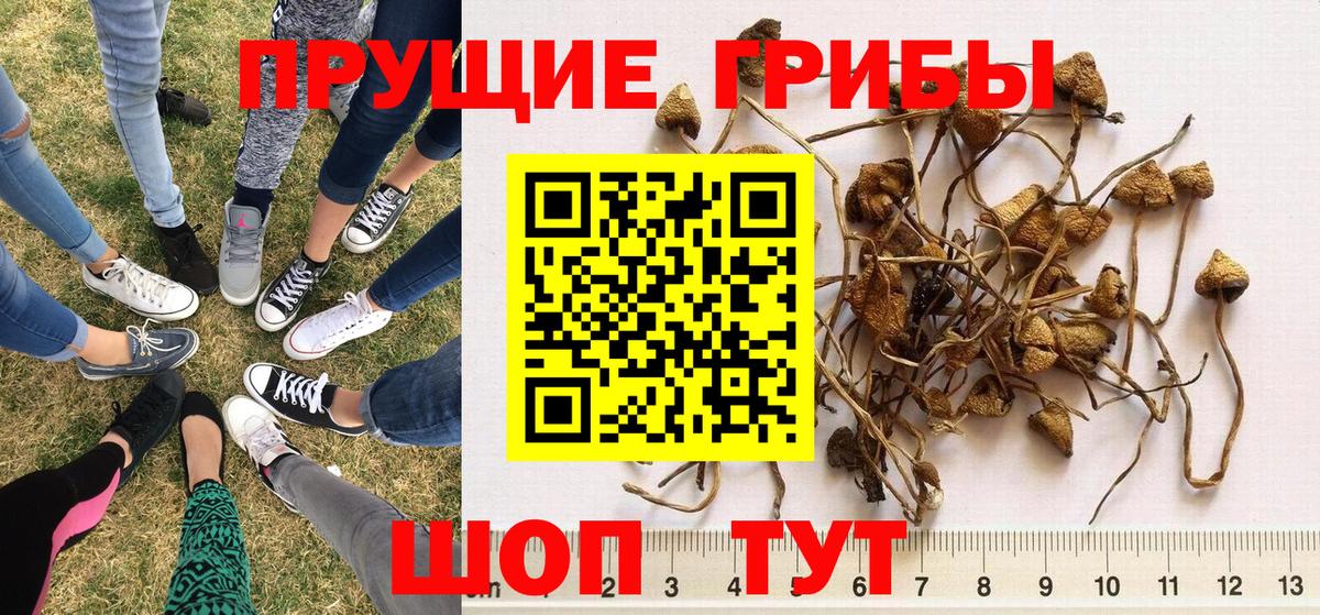 Острогожск  Псилоцибиновые грибы Psilocybe  Галлюциногенные грибы ЛСД  наркота  Вход с VPN 